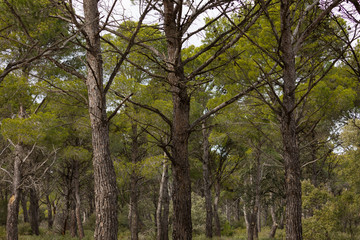 Fototapeta premium The trunks of a silent pine plantation in the Sanctuary of Misericordia, near Borja, in the province of Zaragoza, Spain.