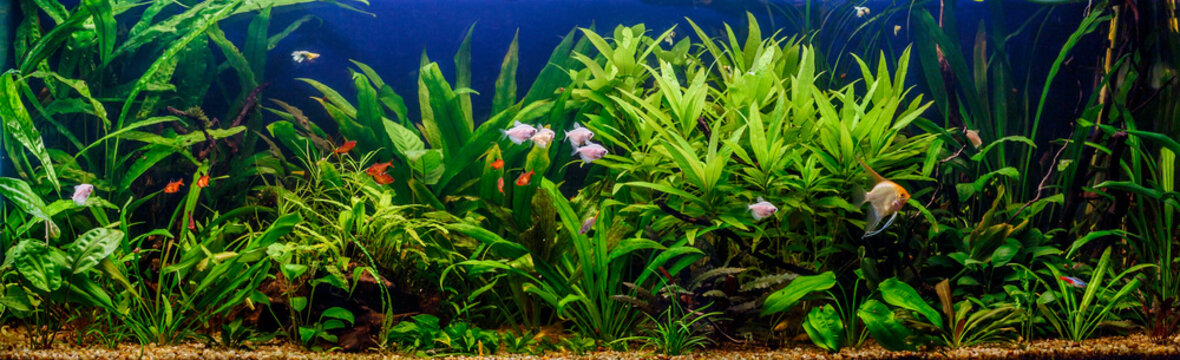 A green beautiful planted tropical freshwater aquarium with fishes,zebra angelfish pterophyllum scalare aquarium