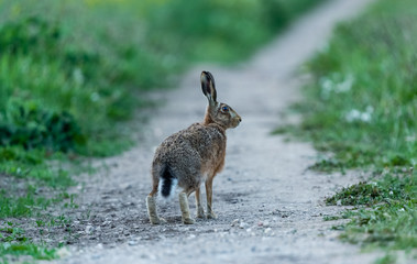 Hare in Springtime.  (Scientific name: Lepus Europaeus) Alert, adult brown hare poised and ready to sprint off down a farm track.  Facing right.  Horizontal.  Space for copy.