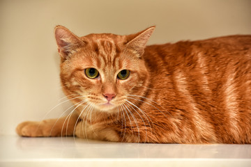 red cat lies on a light background