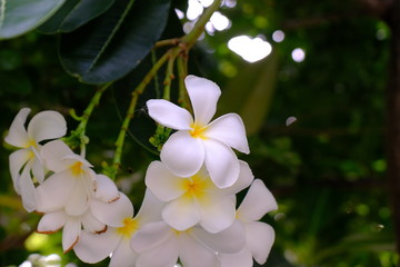 The Beautiful White Plumeria flowers are booming.