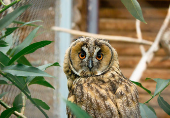 Cute brown owl on a branch in the leaves.