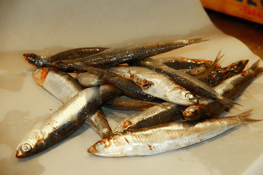Barcelonata Fishmonger's Route
Ruta de la Pescaderia de la Barcelonata