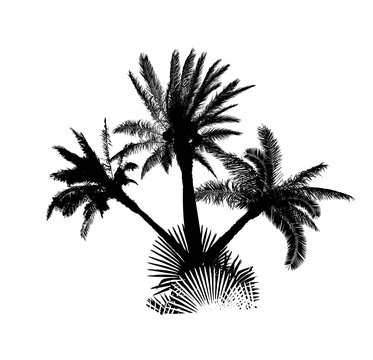 The silhouette of palm trees. Vector illustration