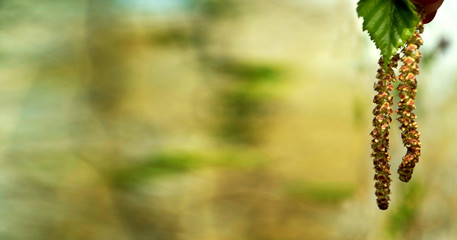 Buds of the birch tree. Birch buds against the background of a blurred forest. Birch earrings are located on the right. The background is blurred. Close-up. Banner. A place for text. Copy space