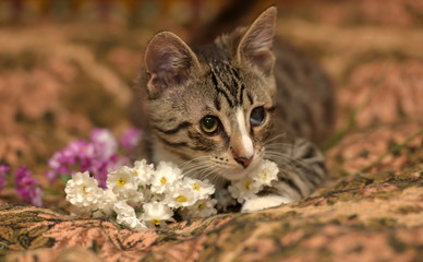 striped playful kitten  on the couch