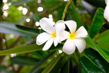 The Beautiful White Plumeria flowers are booming.