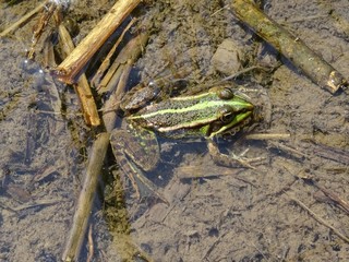 Wasserfrosch / Teichfrosch