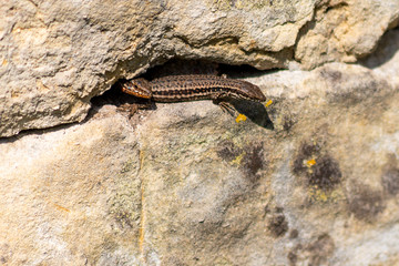 Podarcis muralis (English wall lizard) is a species of lizard and it can grow to about 20 cm (7.9 in) in total length.