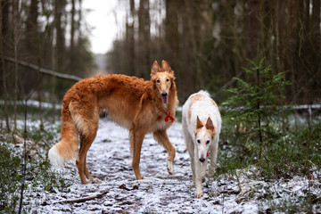 Fototapeta na wymiar Puppy borzoi walks outdoor at winter day