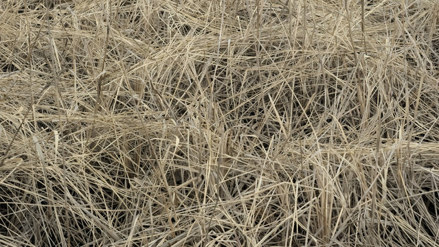 枯れ草 Images – Browse 6,708 Stock Photos, Vectors, and Video | Adobe Stock