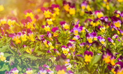 Obraz na płótnie Canvas Bright lilac and yellow flowers of pansies. Sunny summer meadow