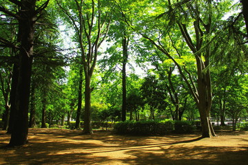 Fototapeta na wymiar 公園の広場と新緑の風景
