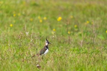 Northern lapwing - Vanellus Vanellus on the grass - 350204640