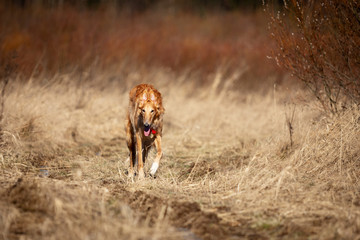 Puppy borzoi walks outdoor at spring day