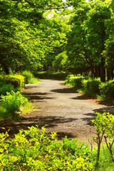 初夏の朝の公園風景