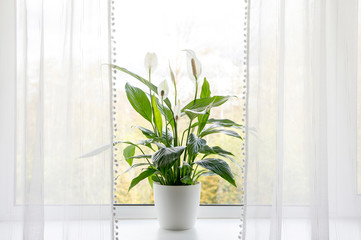 Air puryfing house plants in home concept. Spathiphyllum are commonly known as spath or peace...