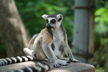 cute lemur in Thailand zoo