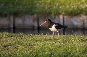 an oystercatcher bird on green grass