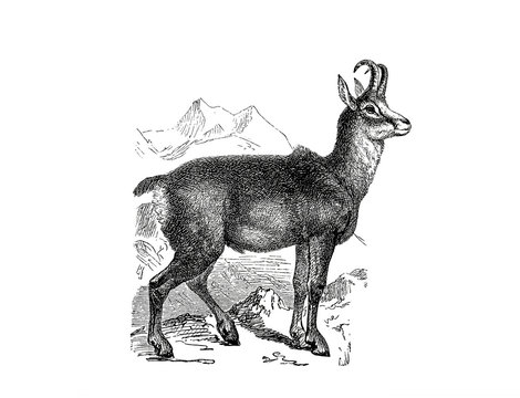 Illustration of a Chamois in popular encyclopedia from 1890