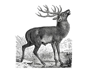 Illustration of a Stag in popular encyclopedia from 1890
