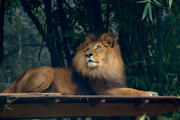 A Royal Male Lion with a Majestic Look in His Eyes.
