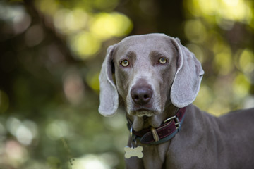 Portrait of Weimar dog running and having fun in the meadow