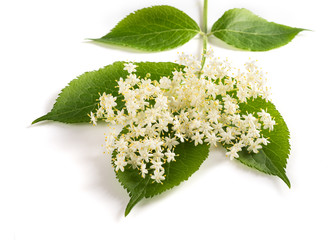 Elderberry flowers