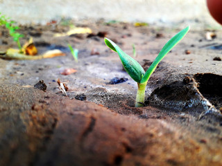 green sprout on the ground