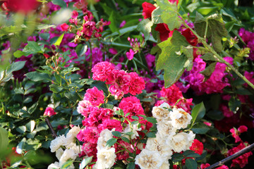 Naklejka premium branches with roses in a flower garden