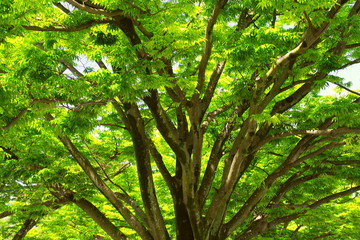 Fototapeta premium 公園の新緑の欅と青空