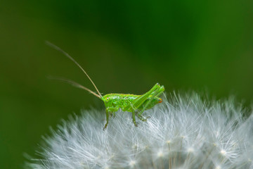 grasshopper on a leaf