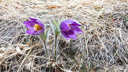 flowers in nature, purple flowers