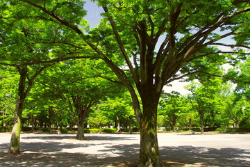 Obraz premium 新緑の欅のある公園風景