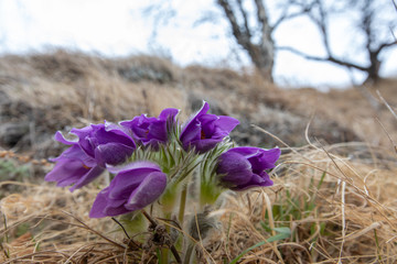 flowers in nature, purple flowers