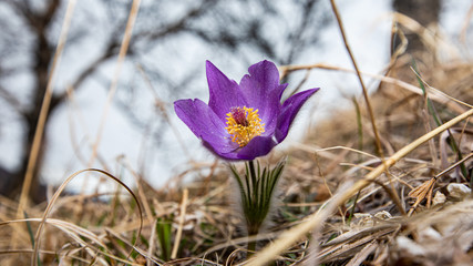 flowers in nature, purple flowers