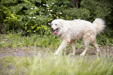 Maremma sheepdog free in nature, among plants, in the woods