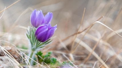 flowers in nature, purple flowers