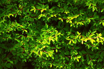 朝日のあたる満天星躑躅の雨上がりの若葉