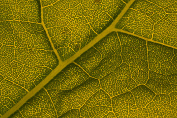 Textura de hola de árbol verde

