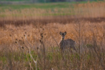 Naklejka na ściany i meble Roe deer buck on the meadow