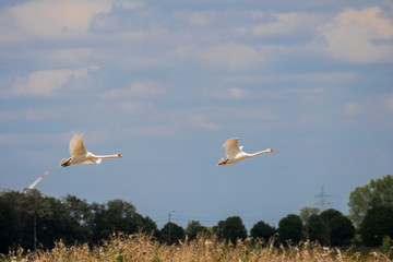 Panning image of two mute swans flying away in the air over the fields and trees in Maastricht