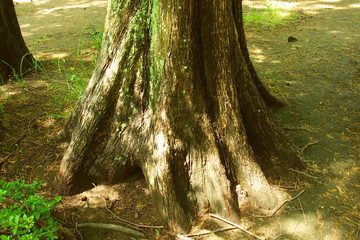 朝の木漏れ日のあたる公園のメタセコイア