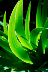 Obraz na płótnie Canvas iris flower leaves