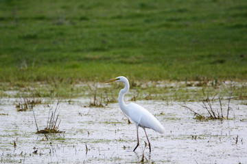 Great Egret wading in the lake and hunting