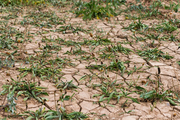 Effects of the climate change visible in Maastricht with dry soil and low ground water levels near the River Meuse
