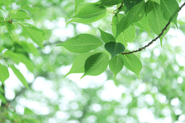 初夏の美しいオオシマザクラの葉