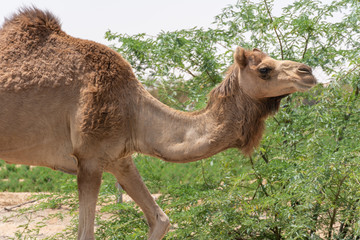 camel 3