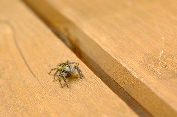 small jumping spider, salticidae, laid on wood