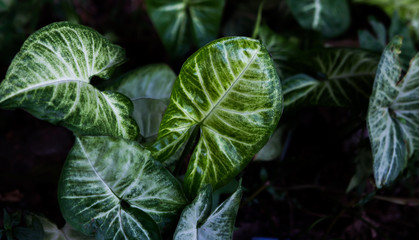 Fototapeta premium close up of a green leaf